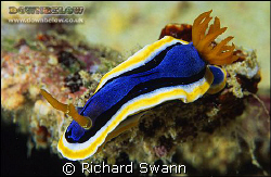 Colourful critters ! Nikon F90x 105mm lens, Velvia film, ... by Richard Swann 